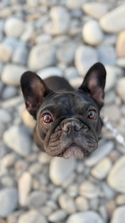 Моя французская булочка