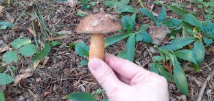 Польские боровики