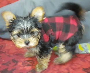 Я - Мила,новая родственница