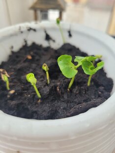 Выращиваю из зернышка