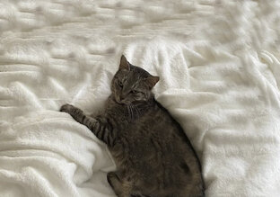 Животные и закон