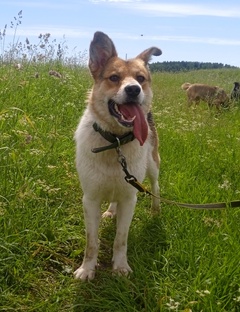 Альма и 5 новорожденных щенков 