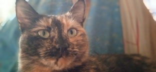 Я дружу с кошкой