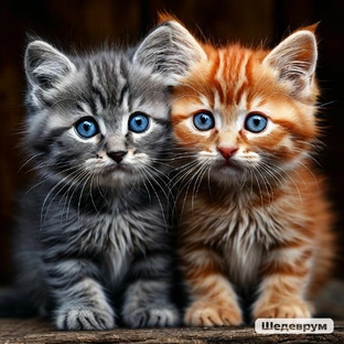 Котятки в квесте