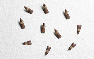 Домашние паразиты. Моль