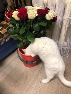 Смешные котики Маня и Шура. 