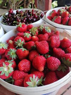 Лучшая клубника для посадки. Инструкция, сорта, пристрой 