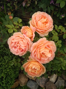 Королевы сада - РОЗЫ