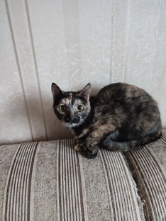 стихи о кошках