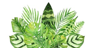 НЕ-суккуленты
