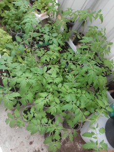 Всё-всё из семян