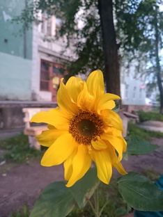 Моё цветоводство
