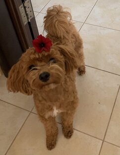 Мои хвостики 🐶🐶😻