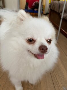 рассказ "Ася"