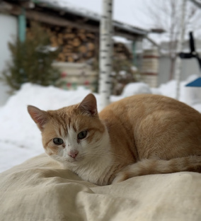 Сериал про бездомного Рыжика