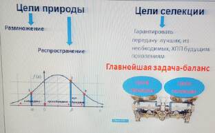 Цели природы и цели селекции в пчеловодстве.