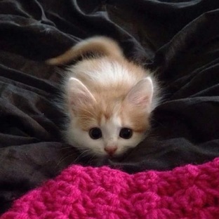 Котики🐱🐱