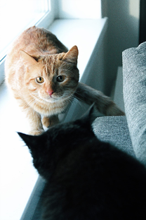 те, кто не платят аренду