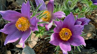 С ДНЁМ РОЖДЕНИЯ, ЛЮБИМАЯ!