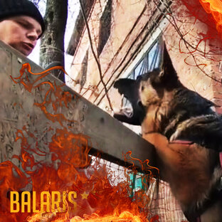 Немецкие овчарки и защита