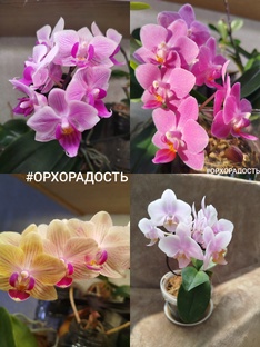 МИНИ орхидеи фаленопсисы моего орхосадика