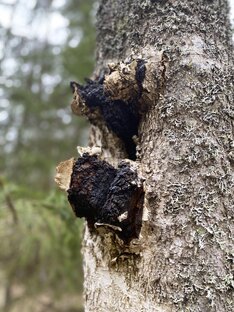 Сбор и продажа Березовой чаги