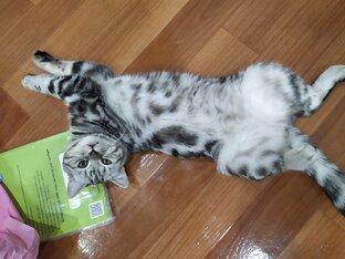 Жизнь рядом с котом