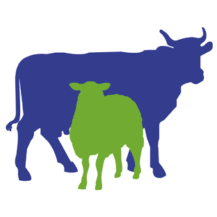 Крупный и мелкий рогатый скот