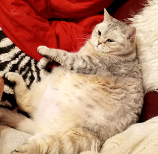 моё кошачье-собачье царство🤣