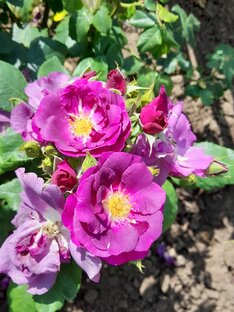 Розы, которые удивили меня своим беспрерывным цветением.