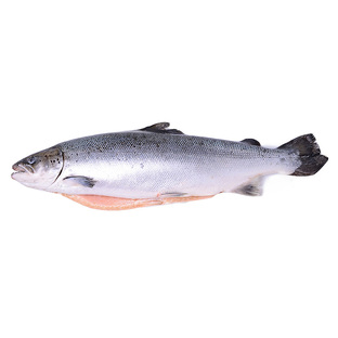 Сёмга: рыба-легенда с океанскими секретами