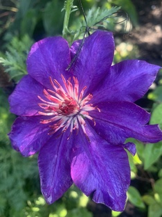 Мои любимые цветы