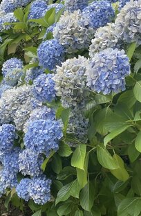 Астурия-север Испании