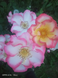 Цветочки, лепесточки.