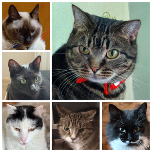 Хроники котосемейста