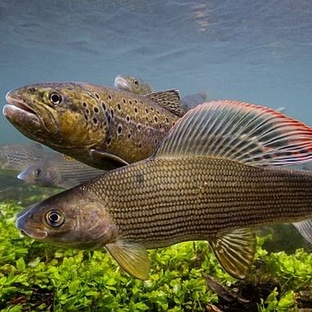 Хариус: тайны северной рыбы с изумрудной спиной
