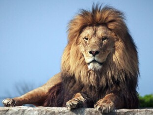 Путешественники на инстинктах