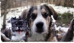 РАЗВЕДКА (ПРО ДОМАШНИХ ЖИВОТНЫХ) 