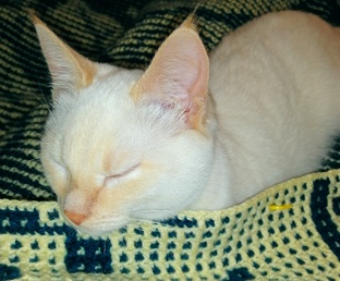 Кошки