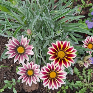 Рубрика: Разбор клумбы