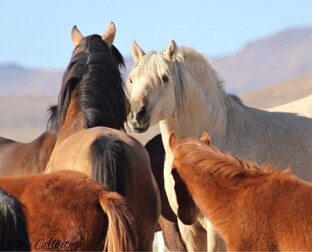 Horses 