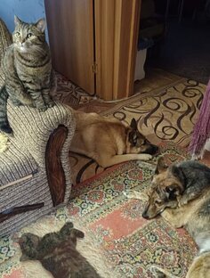 Мои животные