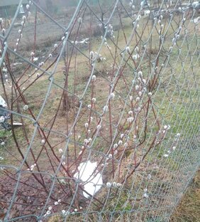 #писульки садовода.  Март.