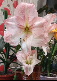 Амариллисовые 