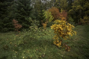 Дальневосточный дендрарий