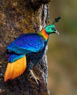 Декоративная птица