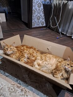 Коты мейн кун на даче в челябинске