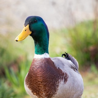 Утки: не просто птицы, а гении перьевого мира