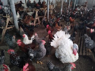 Вакцинация, расклёв и болезни птицы
