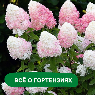 ГОРТЕНЗИИ
